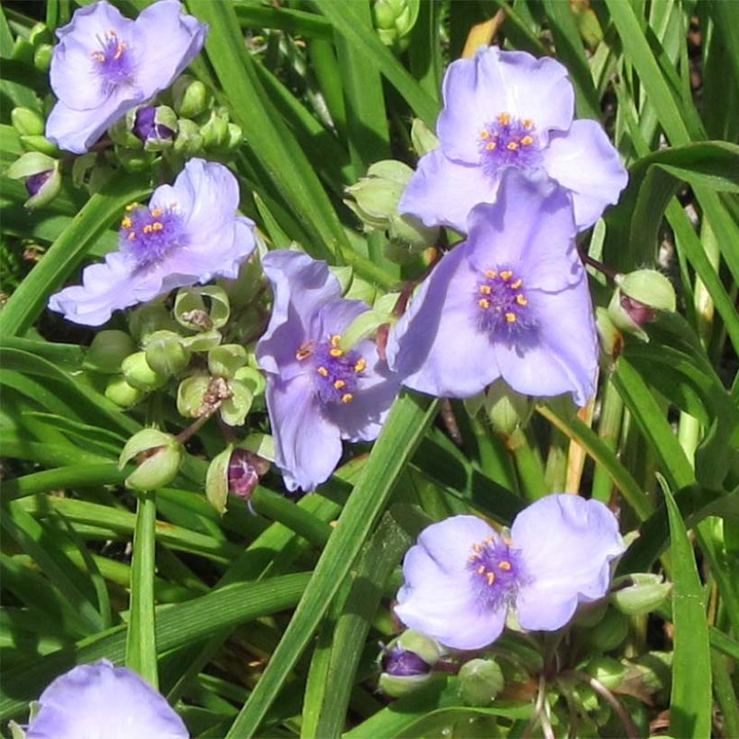 Tradescantia andersoniana Little Doll - Spiderwort (Flowering)