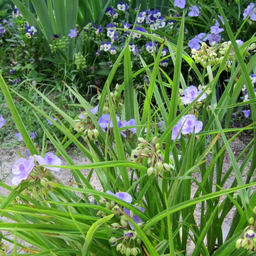 Tradescantia andersoniana Little Doll - Spiderwort (Plant habit)