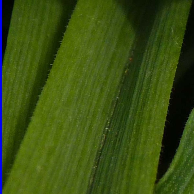 Tradescantia x andersoniana 'Osprey' (Foliage)