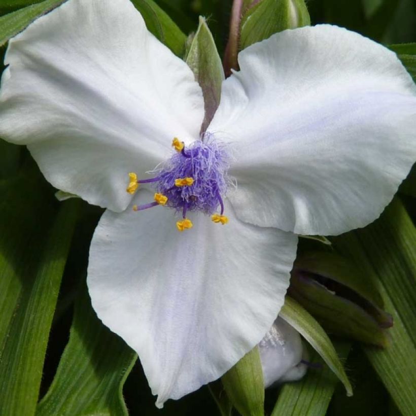 Tradescantia x andersoniana 'Osprey' (Flowering)