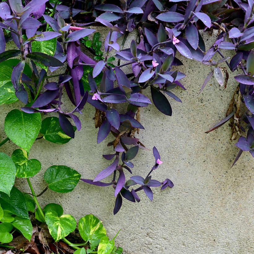 Tradescantia pallida Purple Heart - purple-heart spiderwort (Plant habit)