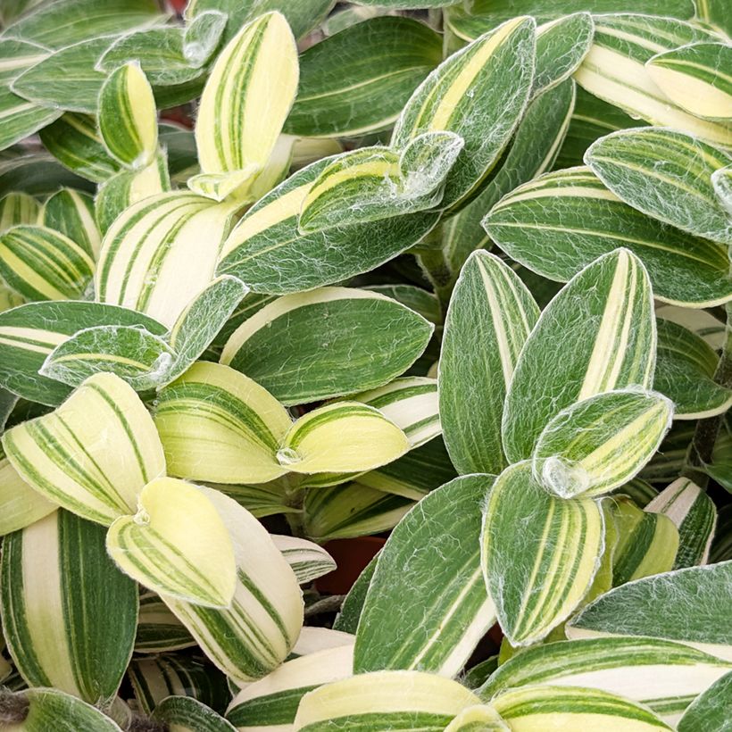 Tradescantia sillamontana Variegata - White velvet spiderwort (Foliage)