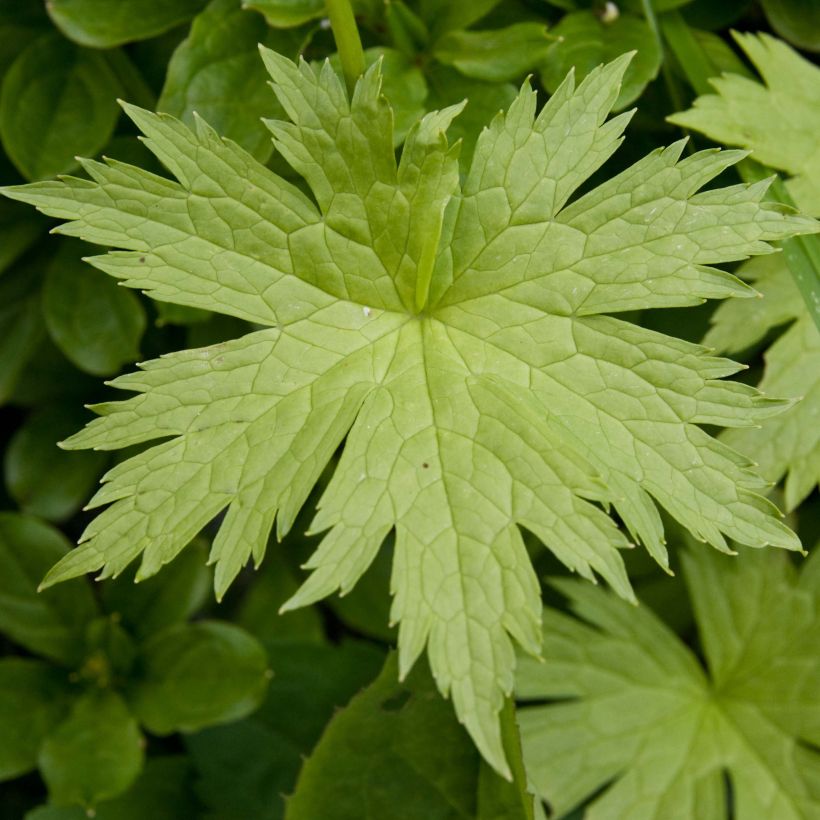 Trautvetteria caroliniensis  (Foliage)