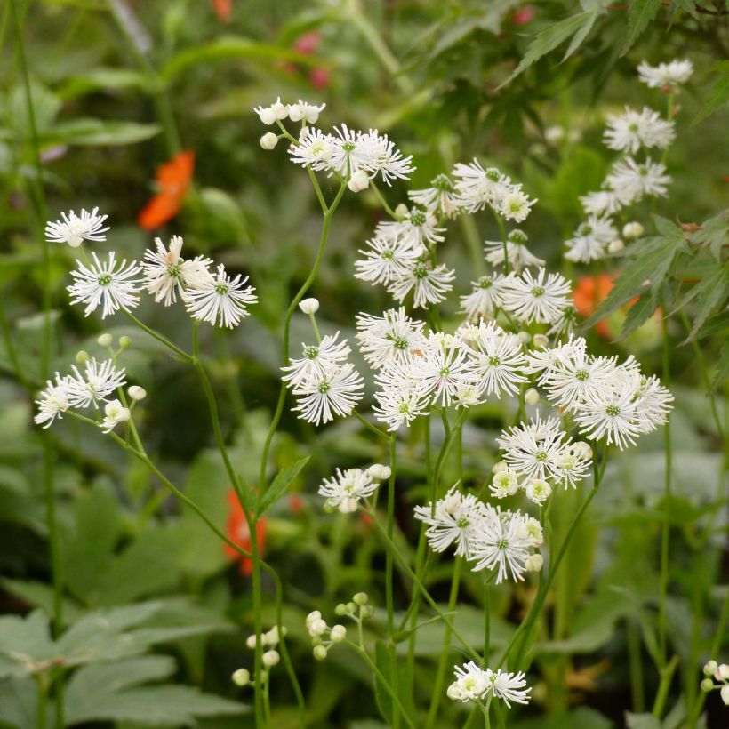 Trautvetteria caroliniensis  (Flowering)