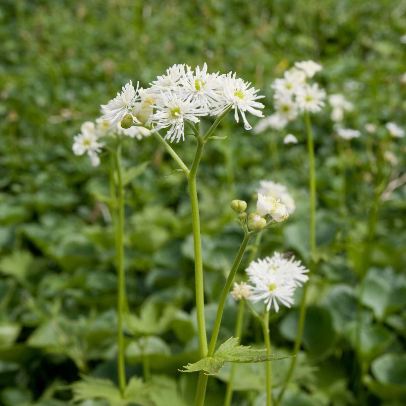 Trautvetteria caroliniensis  (Plant habit)