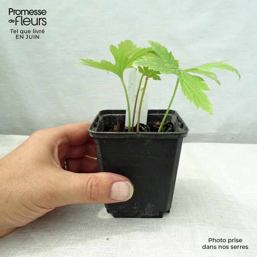 Trautvetteria caroliniensis  8/9 cm pot sample as delivered in summer