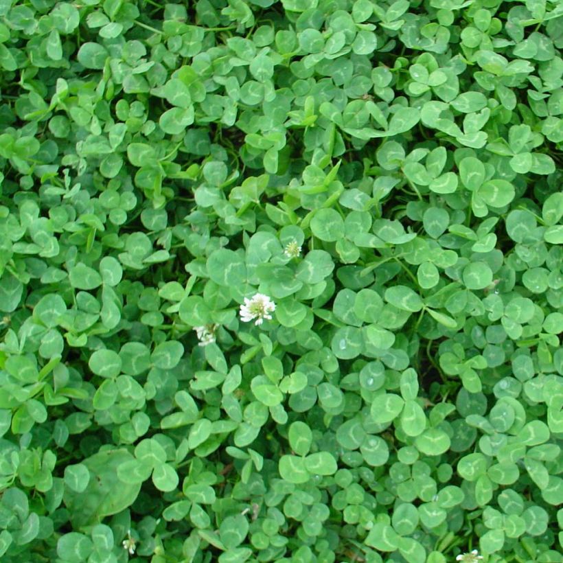 Trifolium repens Dwarf (Foliage)