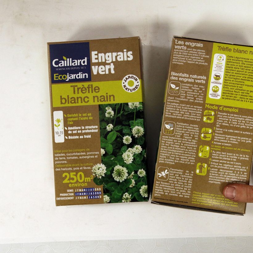 Example of Trifolium repens Dwarf Seeds specimen as delivered