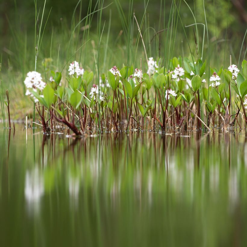 Menyanthes trifoliata (Plant habit)