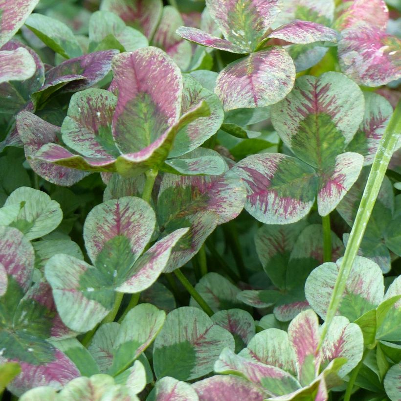 Trifolium Angel Clover Chocolate (Foliage)