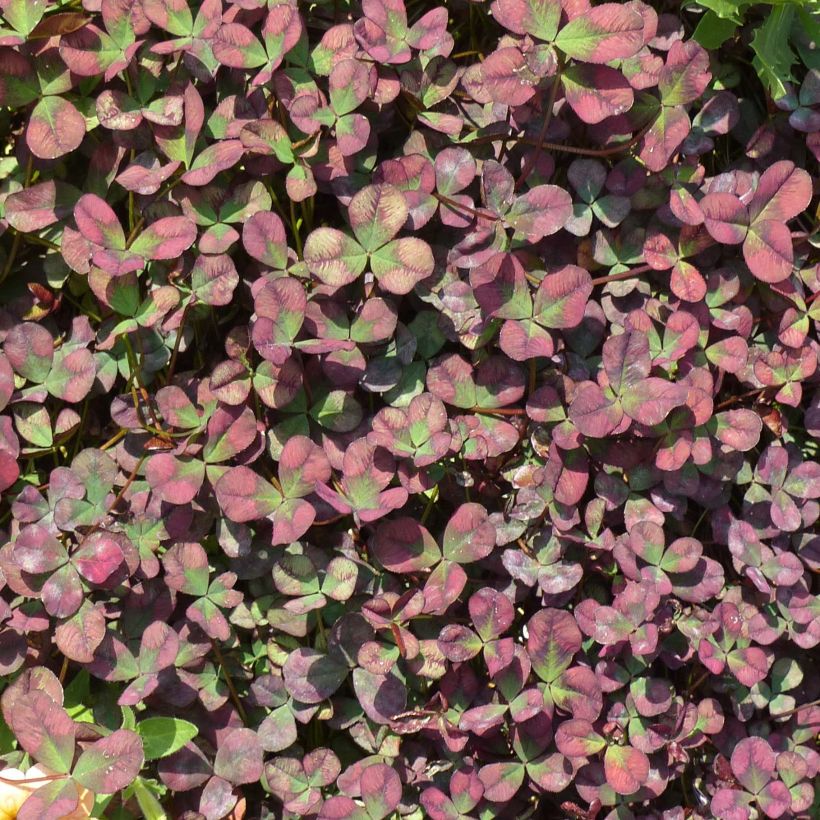 Trifolium Angel Clover Chocolate (Plant habit)