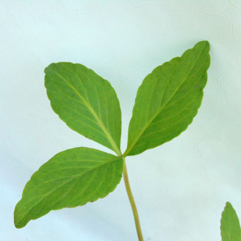 Menyanthes trifoliata (Foliage)
