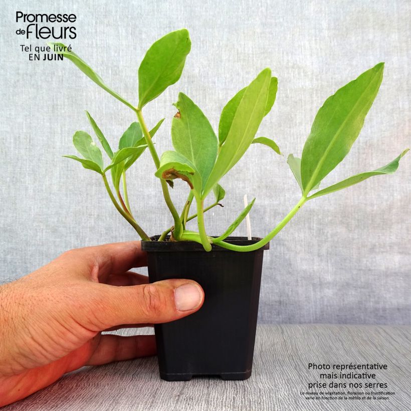 Menyanthes trifoliata 8/9 cm pot sample as delivered in summer