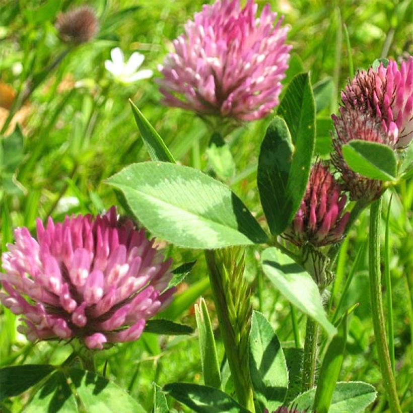 Purple Clover 250 m² - Green Manure (Flowering)