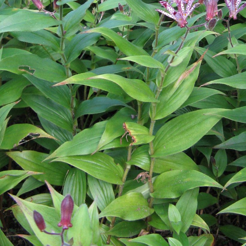 Tricyrtis hirta x formosana Sinonome (Foliage)