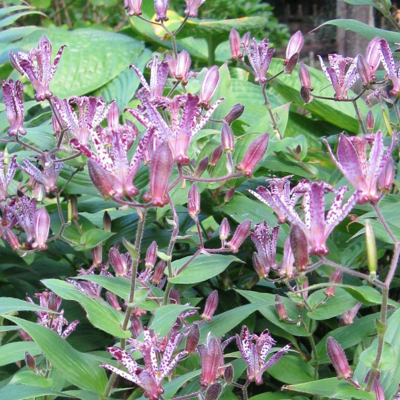 Tricyrtis hirta x formosana Sinonome (Flowering)