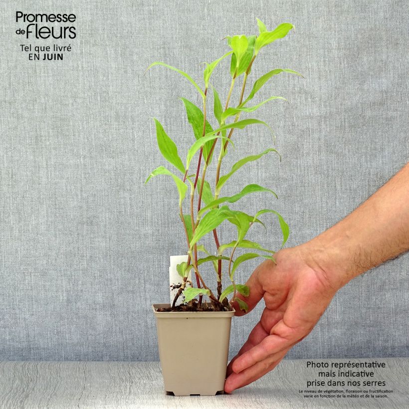 Tricyrtis hirta x formosana Sinonome 8/9 cm pot sample as delivered in summer