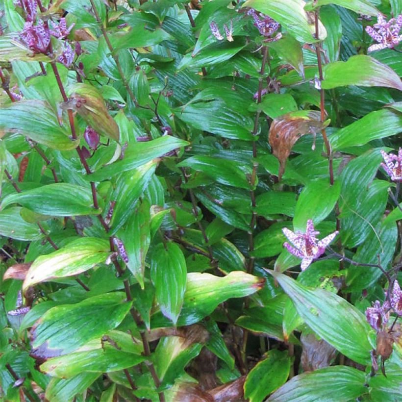 Tricyrtis formosana - Toad Lily (Foliage)