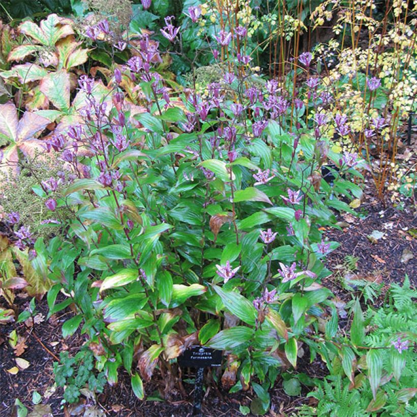 Tricyrtis formosana - Toad Lily (Plant habit)