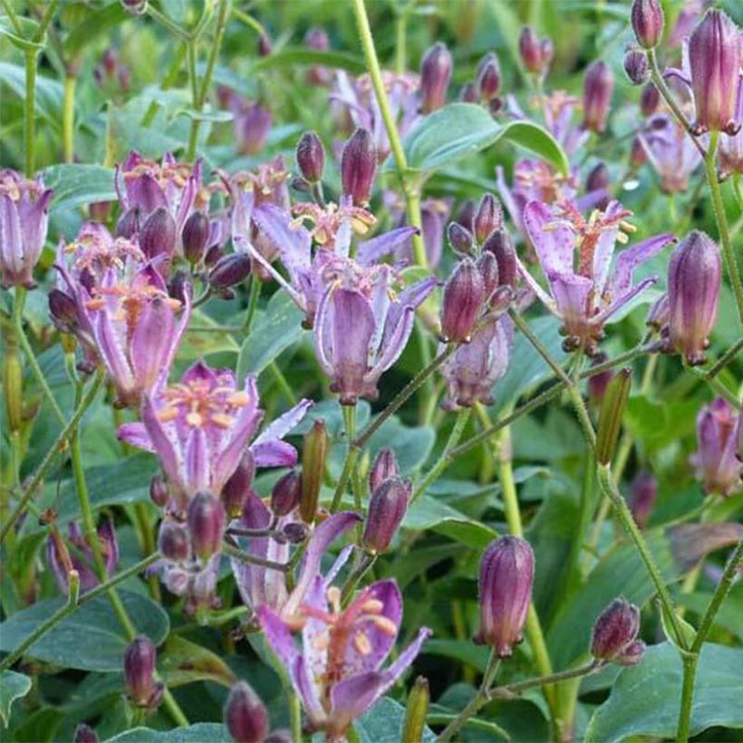 Tricyrtis hirta Taiwan Abdane - Toad Lily (Flowering)