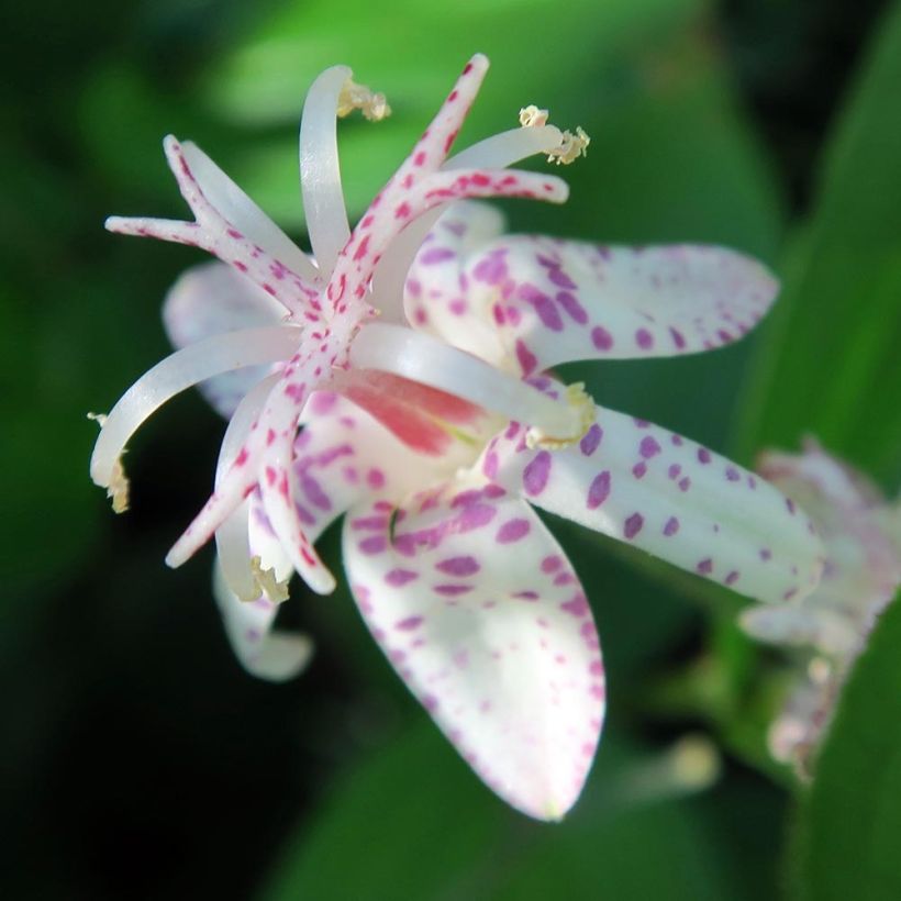Tricyrtis macropoda - Toad Lily (Flowering)
