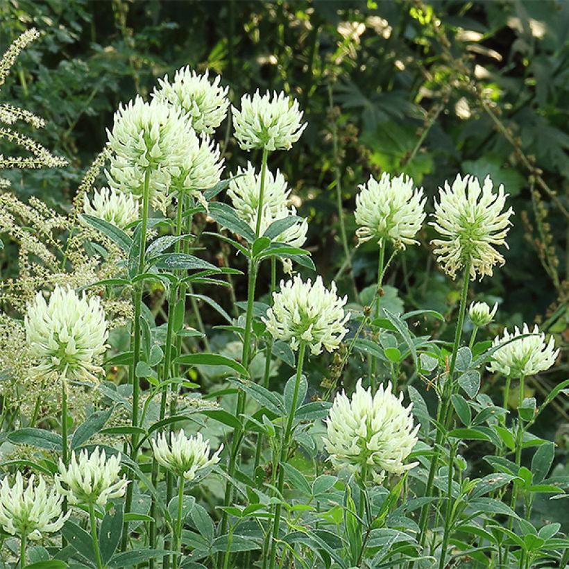 Trifolium ochroleucon - Sulphur Clover (Flowering)