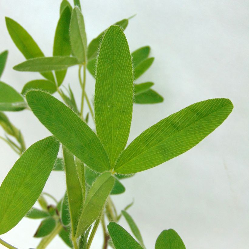 Trifolium ochroleucon - Sulphur Clover (Foliage)