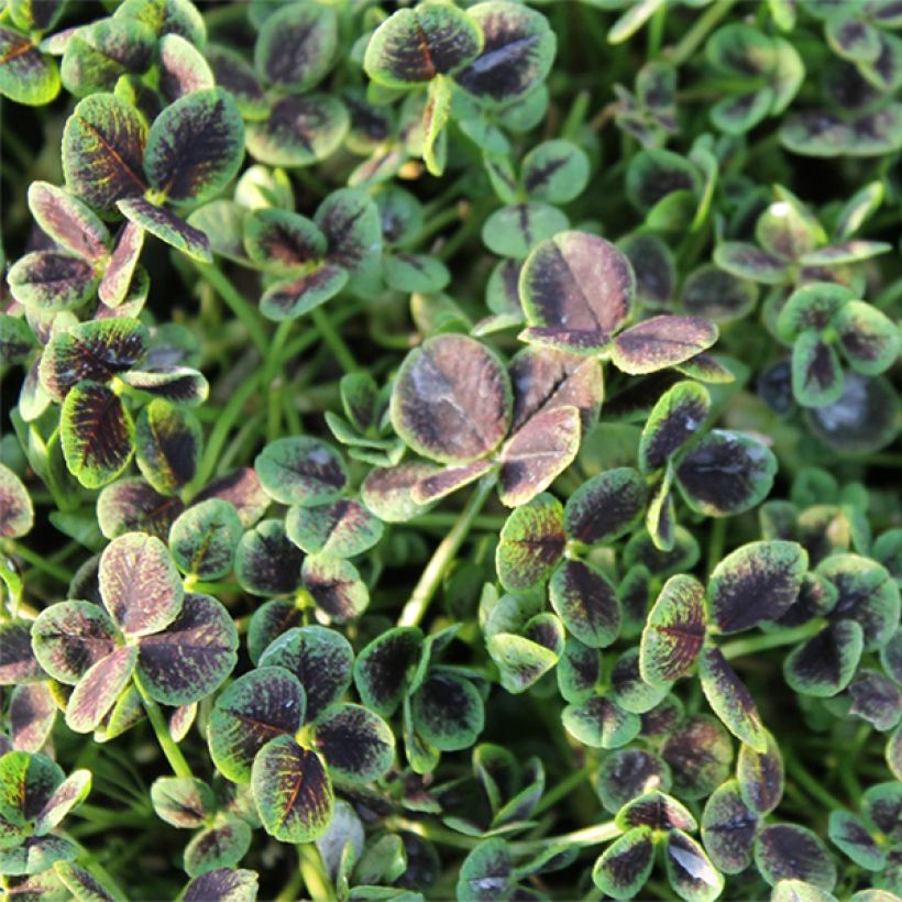 Trifolium repens Pentaphyllum (Foliage)