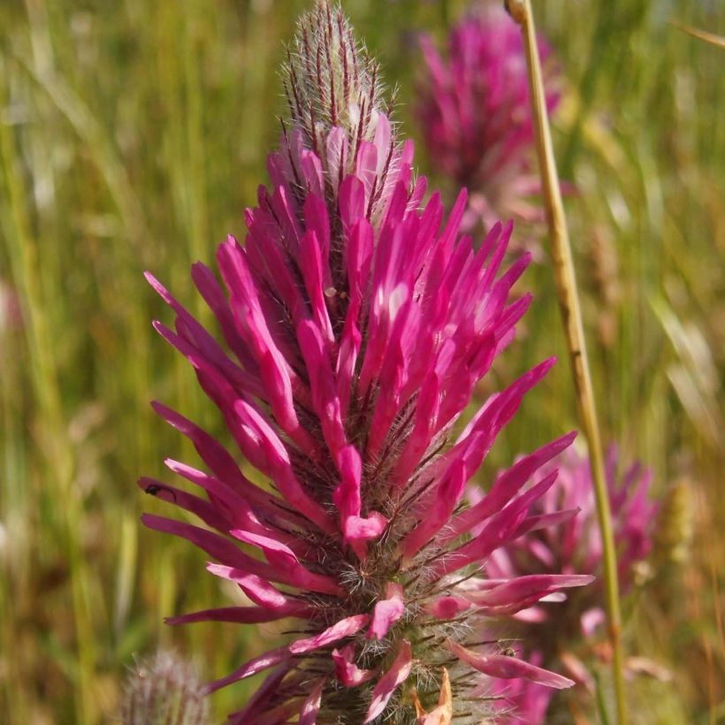 Trifolium rubens  (Flowering)