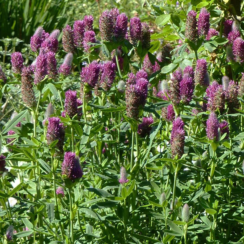 Trifolium rubens  (Plant habit)