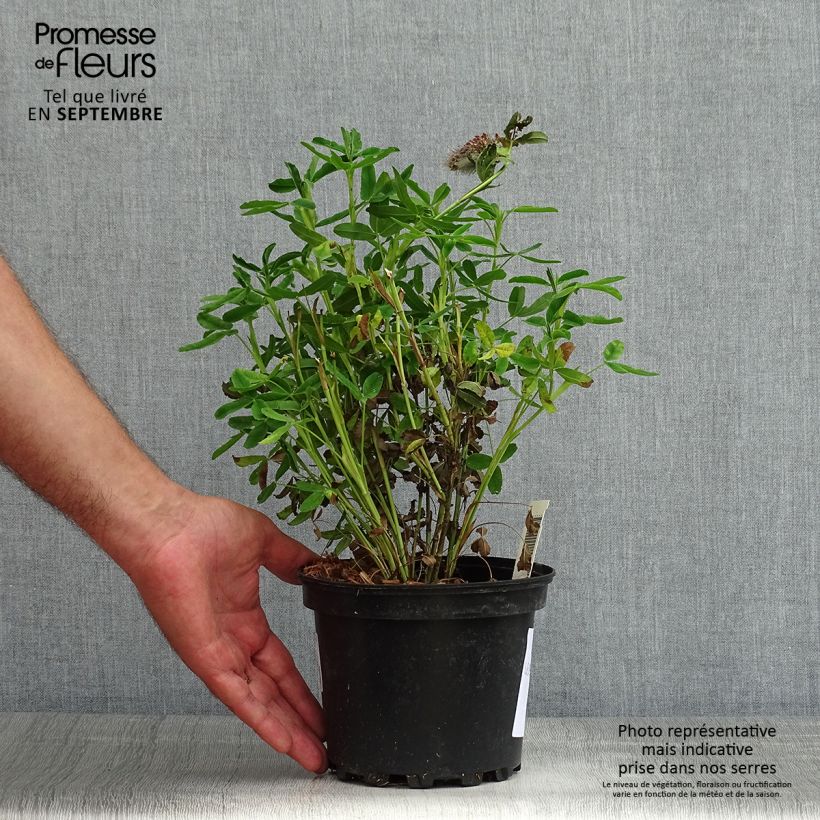 Trifolium rubens  2L/3L pot sample as delivered in summer
