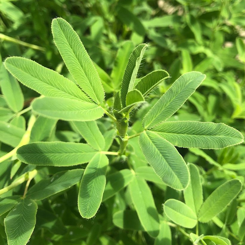 Trifolium rubens  (Foliage)