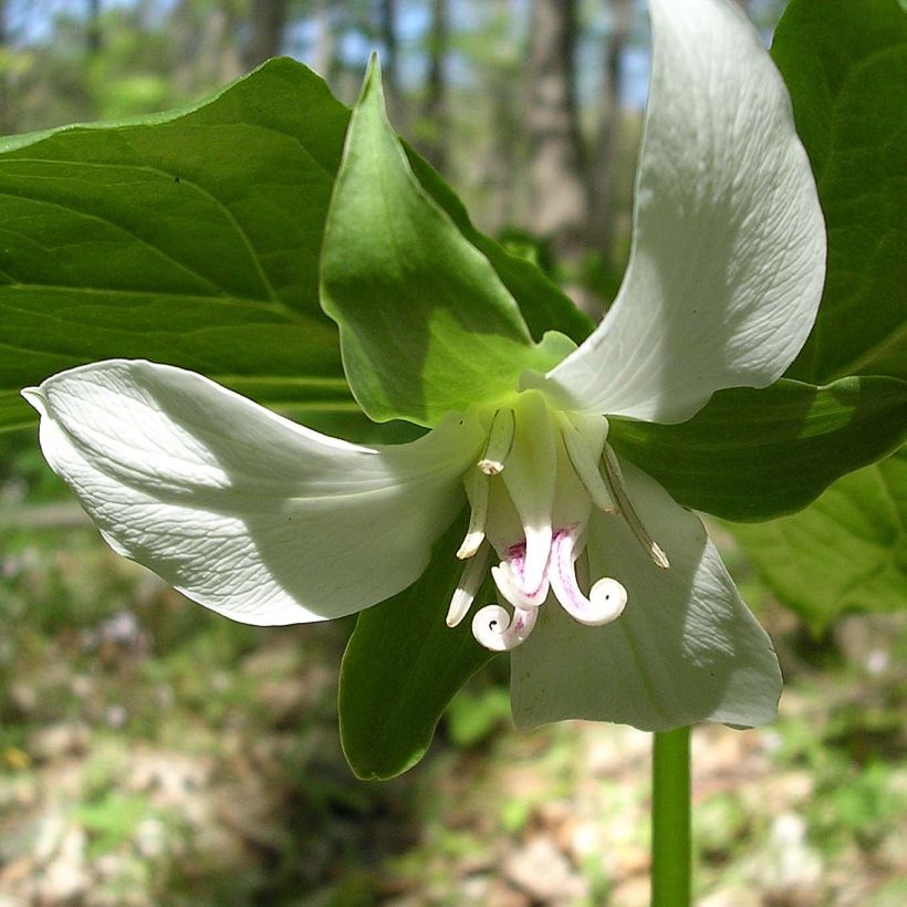 Trillium flexipes  (Flowering)