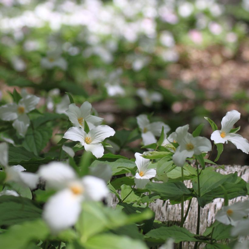 Trillium flexipes  (Plant habit)