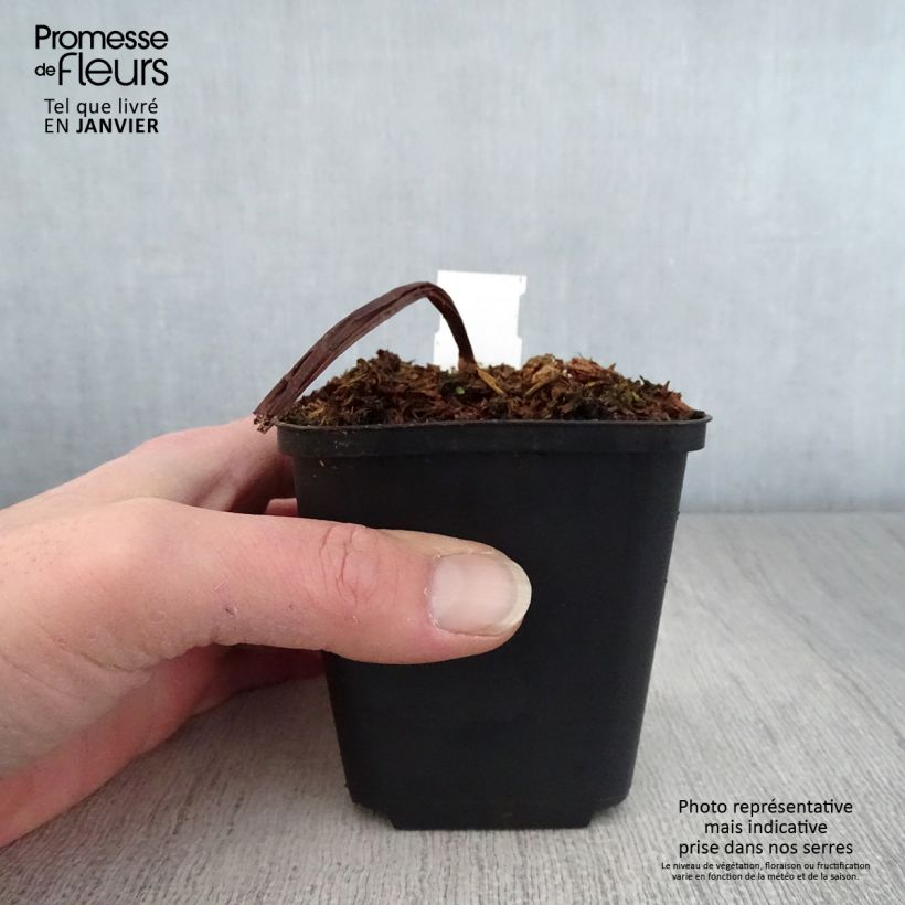 Trillium flexipes  8/9 cm pot sample as delivered in winter