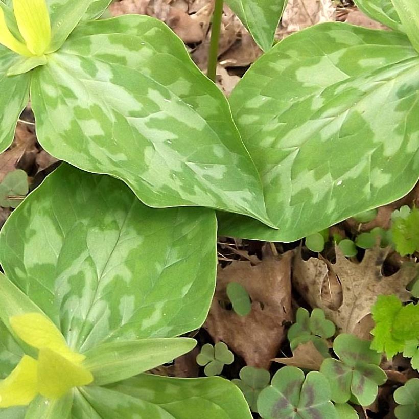 Trillium luteum  (Foliage)