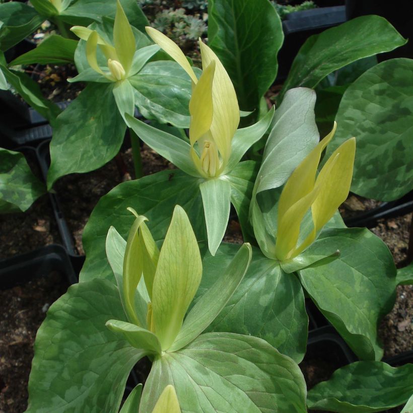 Trillium luteum  (Flowering)