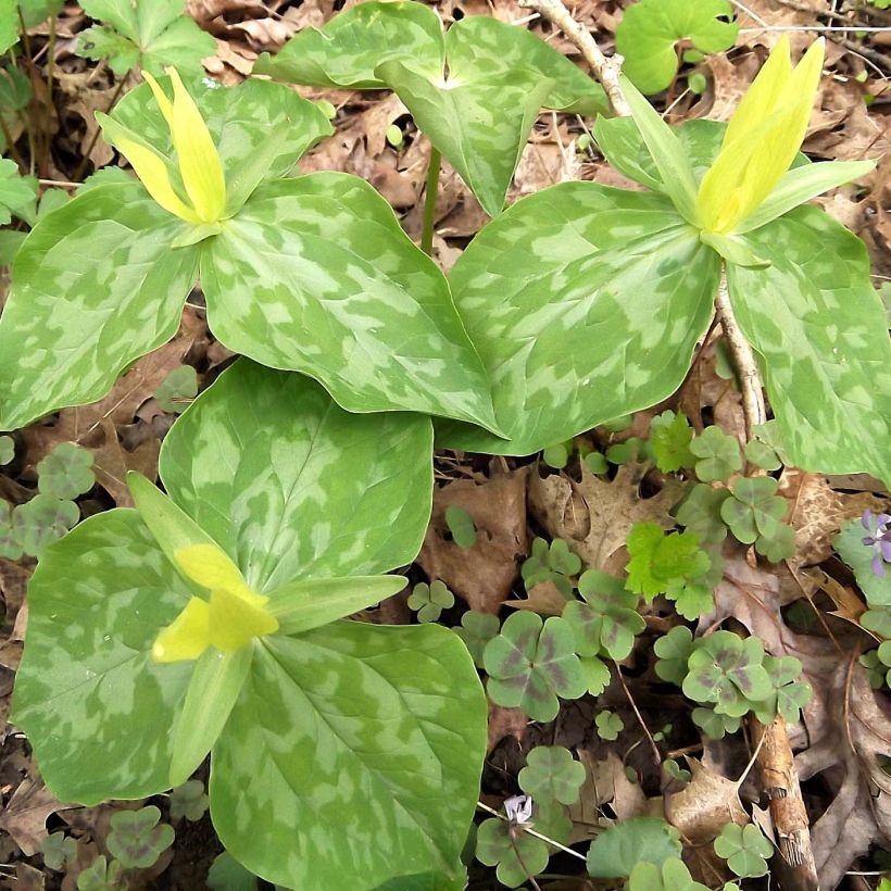 Trillium luteum  (Plant habit)