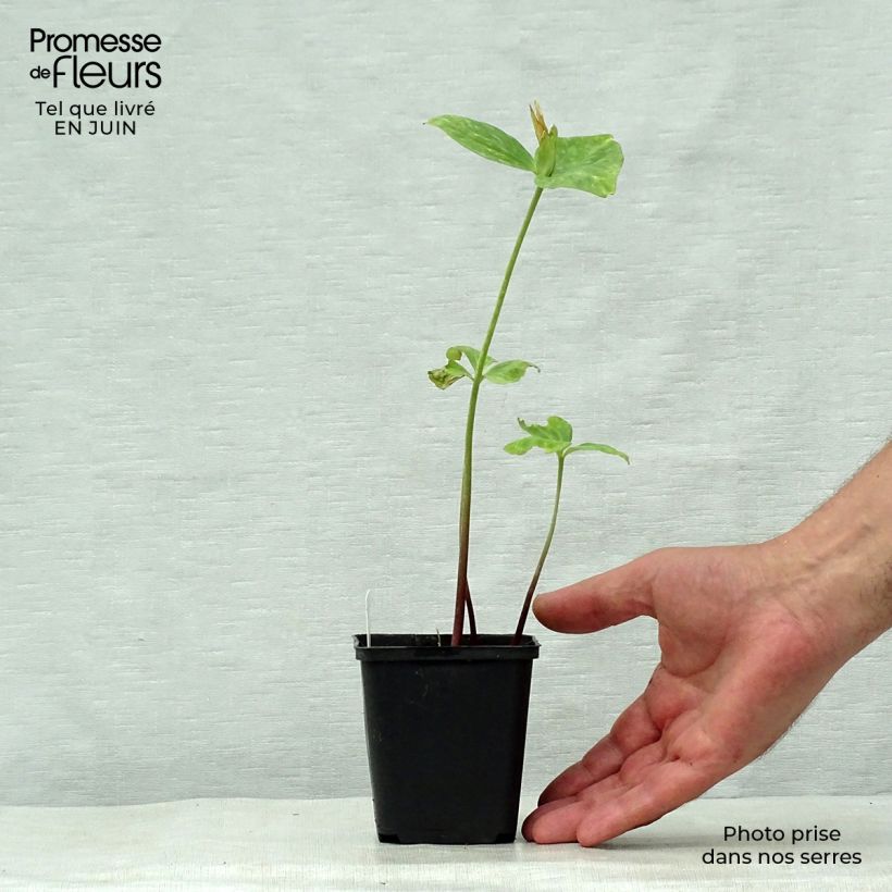 Trillium luteum  8/9 cm pot sample as delivered in summer