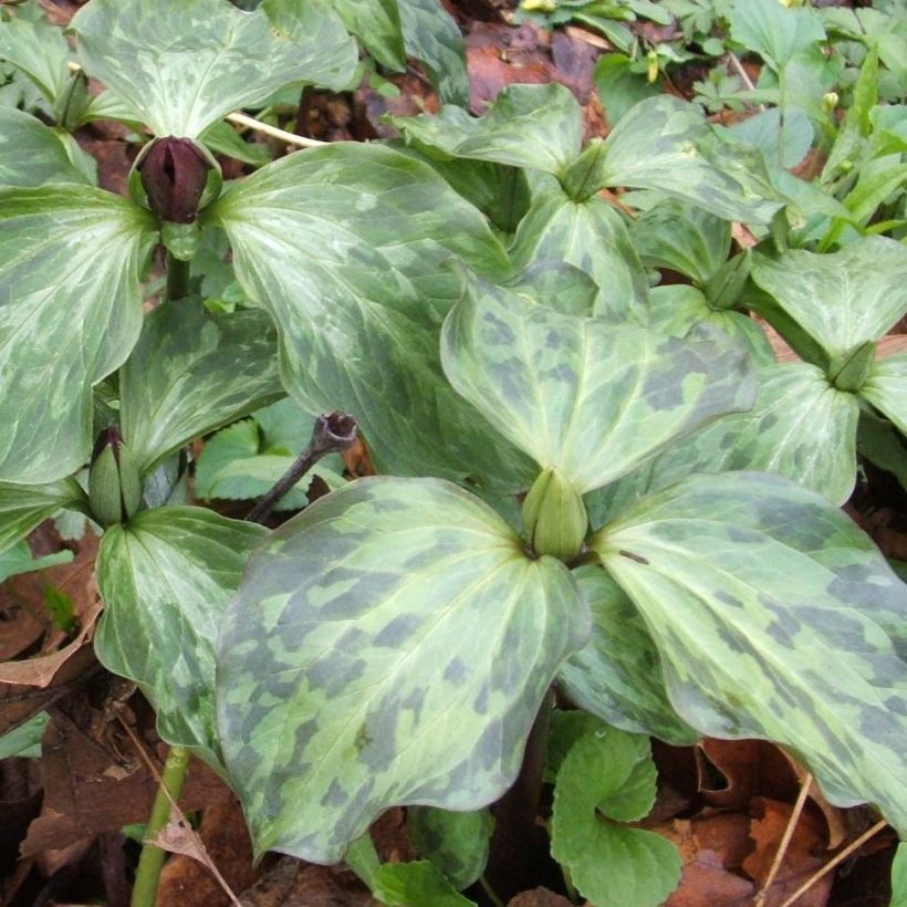 Trillium recurvatum  (Foliage)