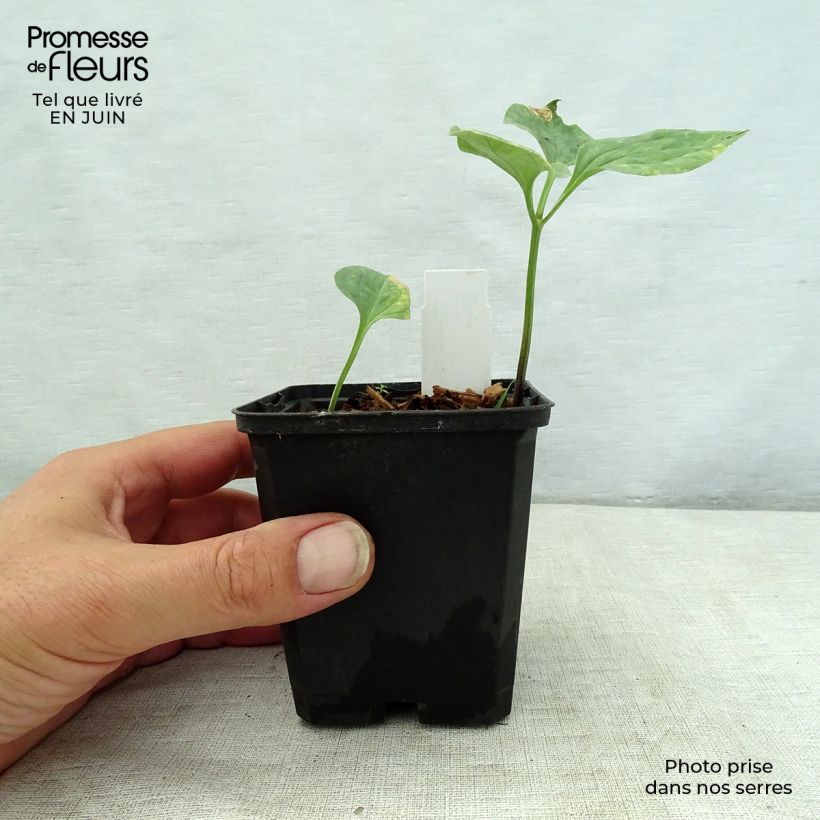 Trillium recurvatum  8/9 cm pot sample as delivered in summer