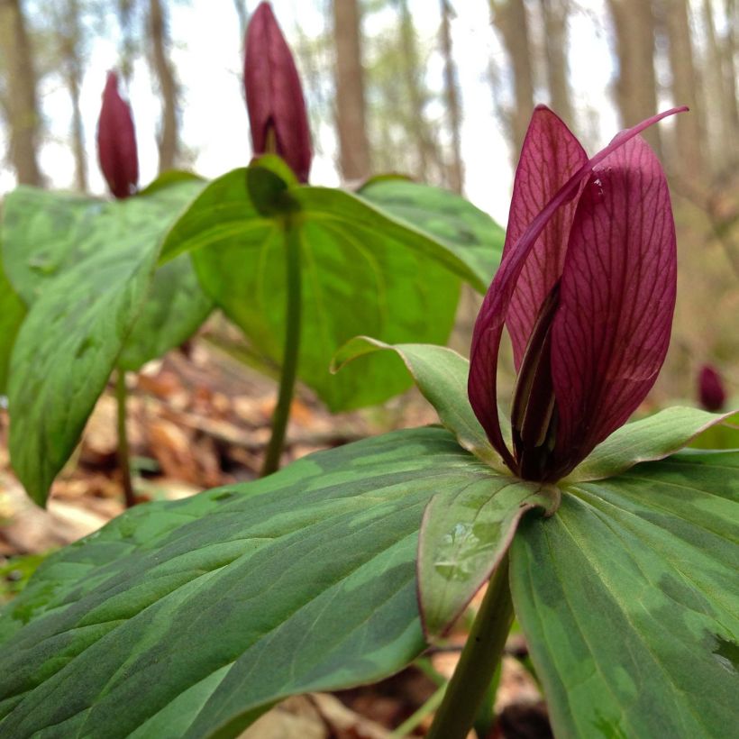 Trillium sessile  (Flowering)