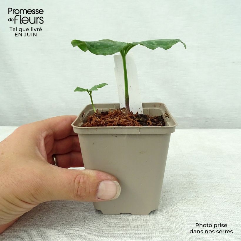 Trillium sessile  8/9 cm pot sample as delivered in summer