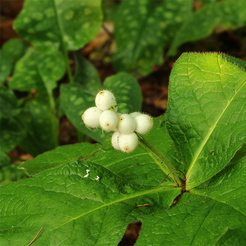 Triosteum pinnatifidum  (Flowering)