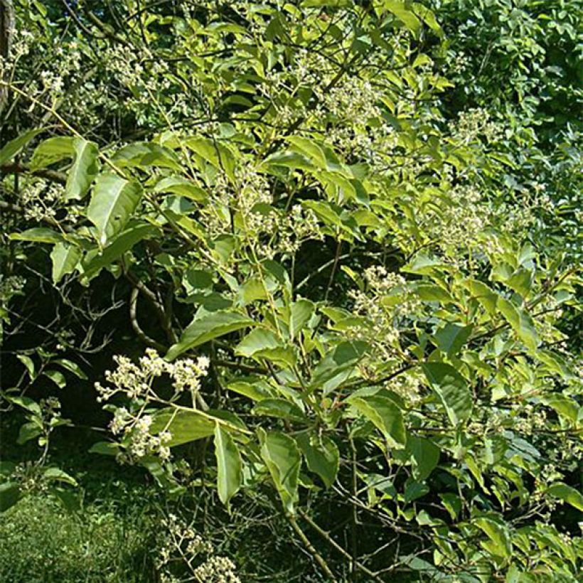 Tripterygium hypoglaucum (Foliage)