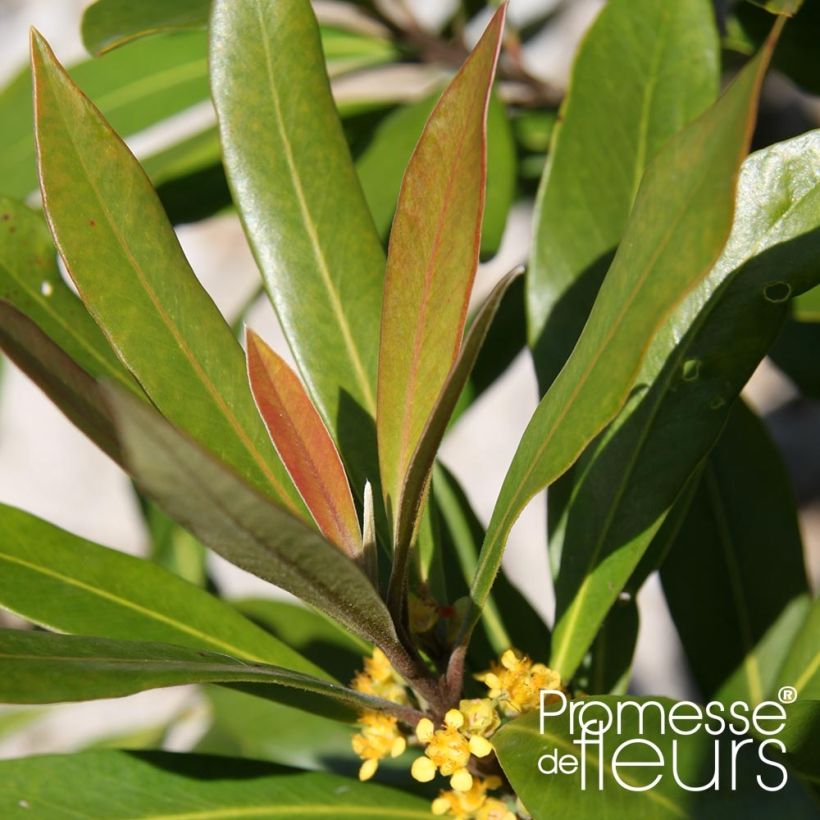 Tristaniopsis laurina (Foliage)