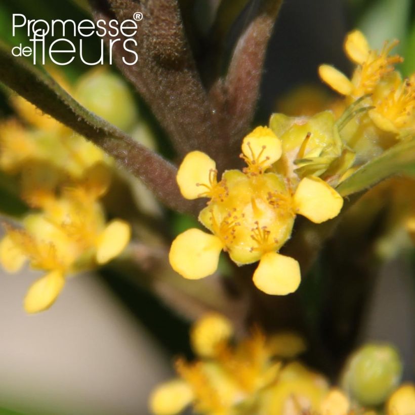 Tristaniopsis laurina (Flowering)