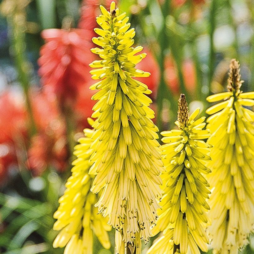 Kniphofia uvaria Lemon Popsicle - Red Hot Poker (Flowering)