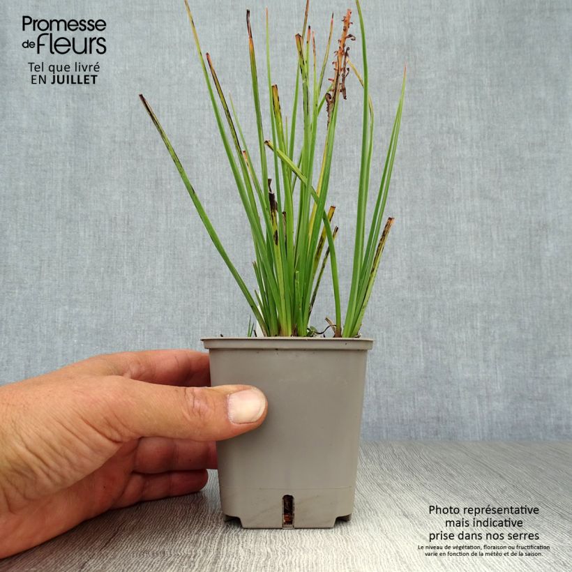 Kniphofia uvaria Orange Vanilla Popsicle - Red Hot Poker 8/9 cm pot sample as delivered in summer