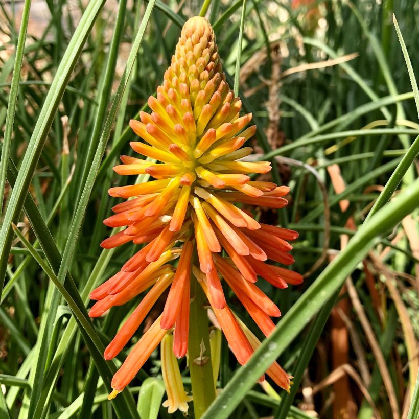 Kniphofia uvaria Papaya Popsicle - Red Hot Poker (Flowering)